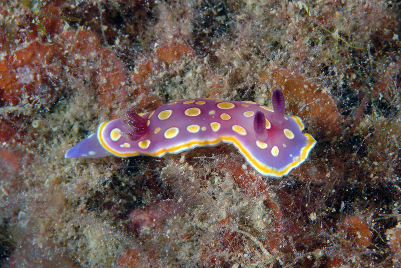 Chromodoris luteorosea